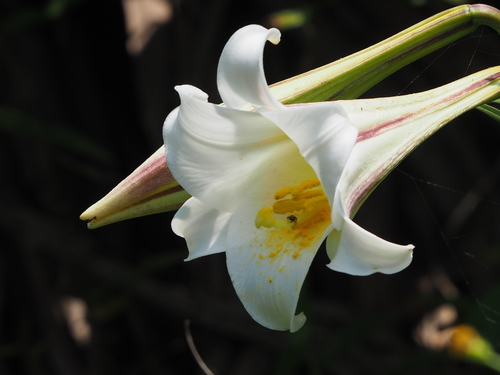Lilium longiflorum