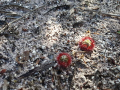 Drosera micrantha