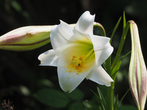 Lilium longiflorum