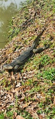 Varanus salvator macromaculatus