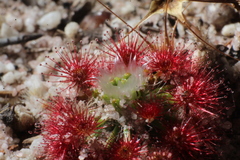 Drosera micrantha
