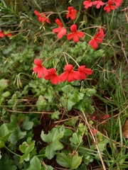 Pelargonium tongaense