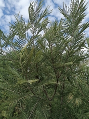 Peltophorum africanum