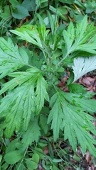 Artemisia princeps