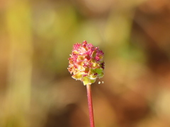 Sanguisorba minor balearica