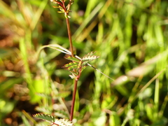 Sanguisorba minor balearica