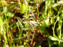 Sanguisorba minor balearica