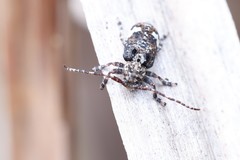 Pterolophia persimilis