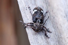 Pterolophia persimilis