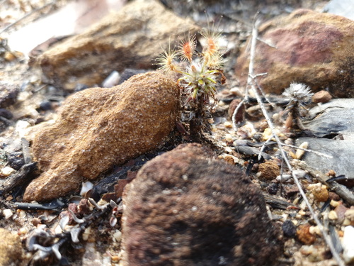 Drosera scorpioides (Drosera scorpioides)