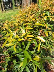 Syzygium myrtifolium