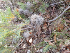 Banksia sphaerocarpa