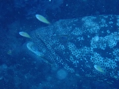 Epinephelus malabaricus