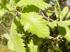 Quercus ithaburensis macrolepis