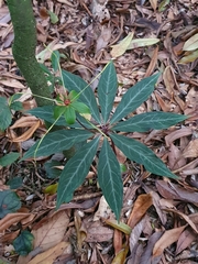 Paris polyphylla stenophylla