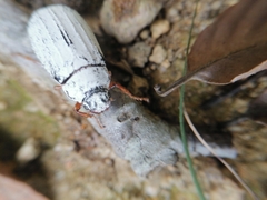 Cyphochilus apicalis