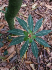 Paris polyphylla stenophylla