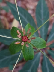 Paris polyphylla stenophylla
