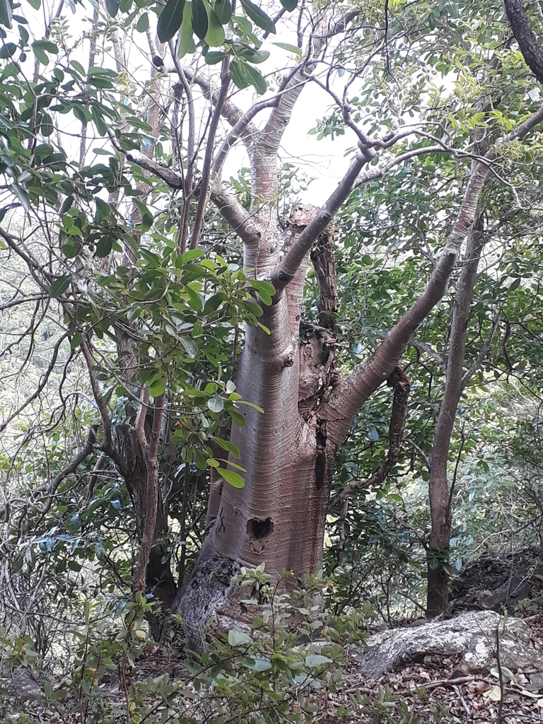 Cyphostemma mappia, Rivière Noire District, Mauritius