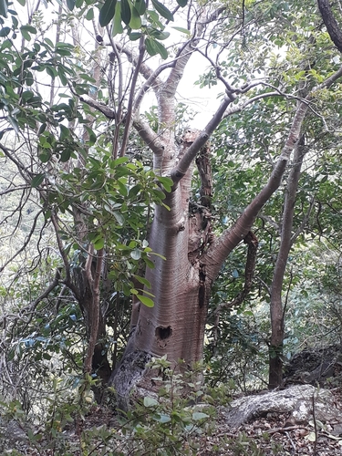 Cyphostemma mappia