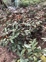 Excoecaria cochinchinensis