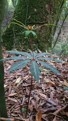 Paris polyphylla stenophylla
