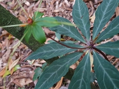 Paris polyphylla stenophylla