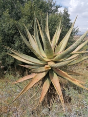 Aloe marlothii