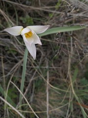 Tulipa patens