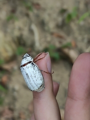 Cyphochilus apicalis
