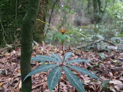 Paris polyphylla stenophylla