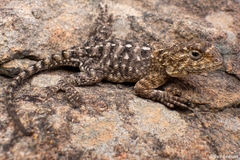 Agama aculeata distanti
