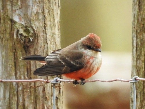 Vermilion Flycatcher, photo 7 of 8