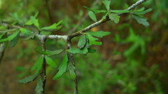 Pittosporum divaricatum