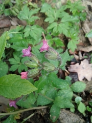 Pulmonaria officinalis