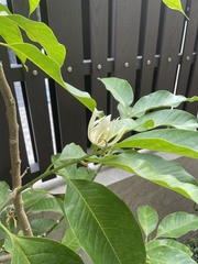 Magnolia × alba