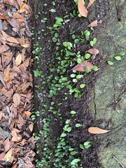 Lemmaphyllum microphyllum