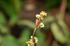 Cacopsylla coccinea