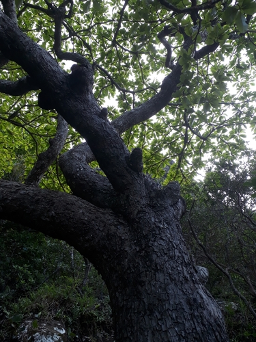 Terminalia bentzoe, photograph 4