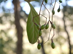 Alseodaphne semecarpifolia
