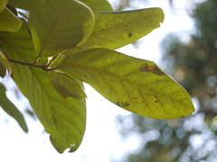 Alseodaphne semecarpifolia