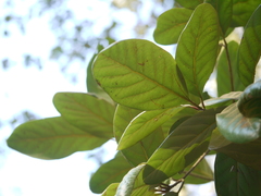 Alseodaphne semecarpifolia