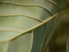 Alseodaphne semecarpifolia