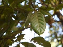 Alseodaphne semecarpifolia