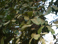 Alseodaphne semecarpifolia
