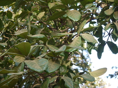 Alseodaphne semecarpifolia