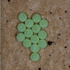 Tessaratoma papillosa