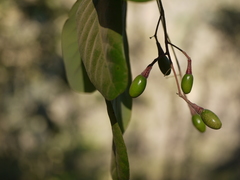 Alseodaphne semecarpifolia