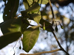 Alseodaphne semecarpifolia