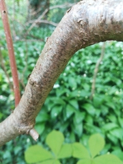 Corylus avellana